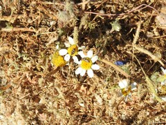 Anthemis arvensis