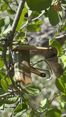 Schistocerca albolineata