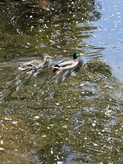 Anas platyrhynchos