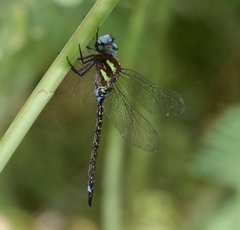Rhionaeschna psilus
