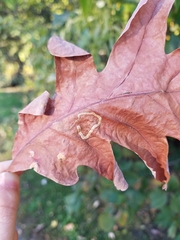 Stigmella quercipulchella