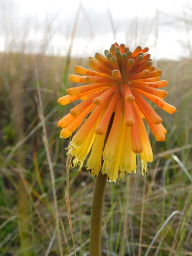 Kniphofia coddiana