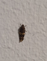 Oegoconia novimundi