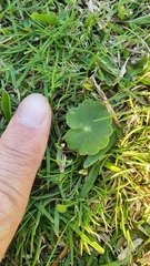 Hydrocotyle bonariensis