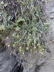Euphrasia transmorrisonensis