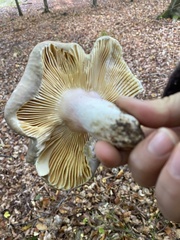 Russula cyanoxantha