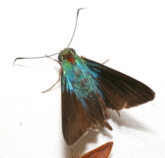 Telegonus