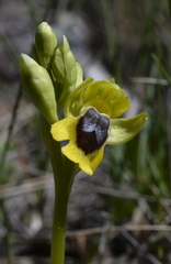 Ophrys lutea