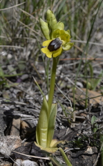 Ophrys lutea