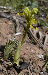 Ophrys lutea