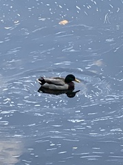 Anas platyrhynchos