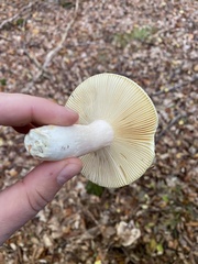 Russula cyanoxantha