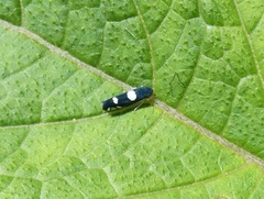 Juliaca satelles