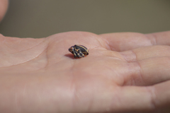 Neodiplogrammus quadrivittatus