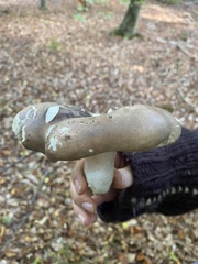 Russula cyanoxantha