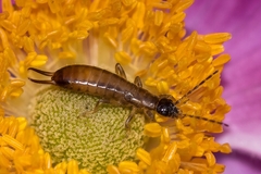 Apterygida albipennis