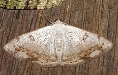 Argyrotome prospectata