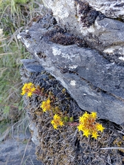 Sedum morrisonense