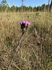 Carphephorus pseudoliatris