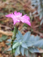 Dianthus arrostii