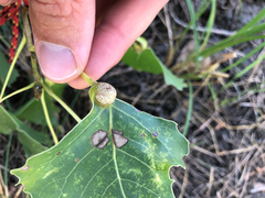 Pemphigus populicaulis