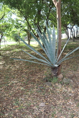 Agave