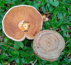 Lactarius quieticolor
