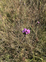 Carphephorus pseudoliatris