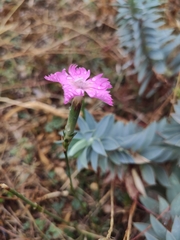 Dianthus arrostii