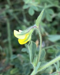 Lotus palustris