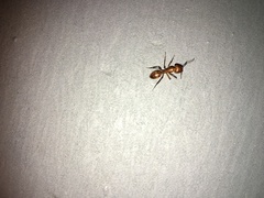 Camponotus hannani