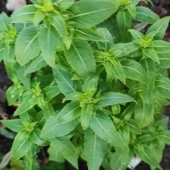 Mercurialis annua