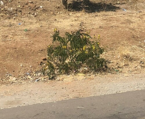 Peanut-Butter Cassia