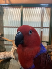 Eclectus roratus