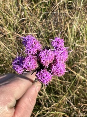 Carphephorus pseudoliatris