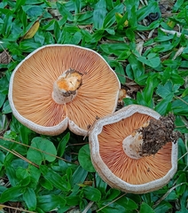 Lactarius quieticolor