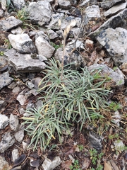 Onosma echioides canescens