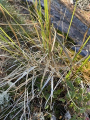 Carex cumulata
