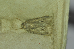 Oligia modica