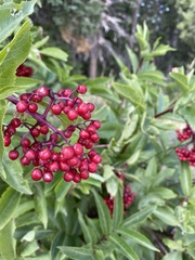Sambucus racemosa