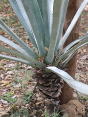 Agave