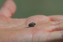 Neodiplogrammus quadrivittatus