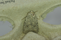 Caradrina multifera