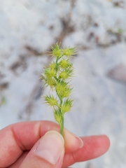Cenchrus tribuloides