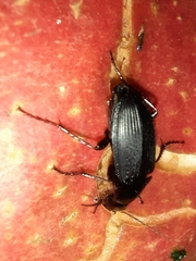 Calathus fuscipes
