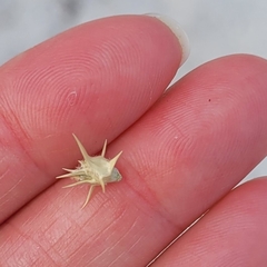 Cenchrus tribuloides