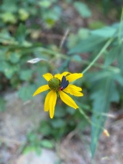 Ctenucha rubroscapus