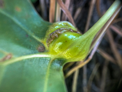 Pemphigus populicaulis