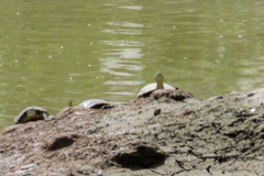 Trachemys hartwegi
