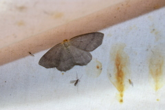 Lambdina pellucidaria